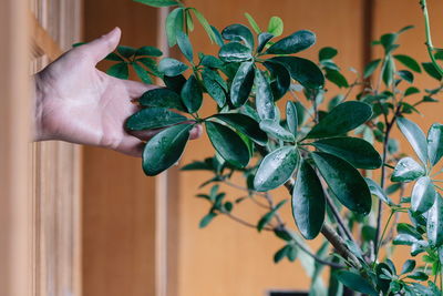 Close-up of hand holding plant