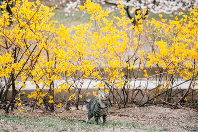 Cat standing on field during autumn