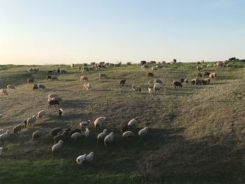 Flock of sheep grazing in a field