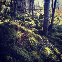 Trees in forest