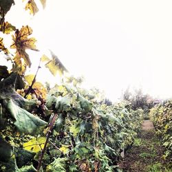 Plants growing against clear sky