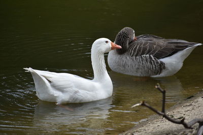 Swan swimming in lake