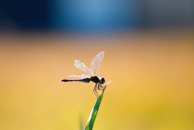 Close-up of insect pollinating on flower