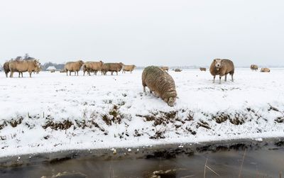 View of sheep on snow covered land