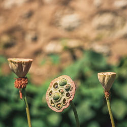 Close-up of lotus growing outdoors