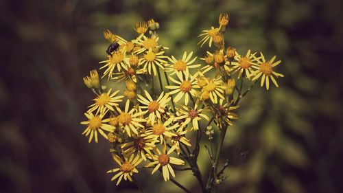 Close-up of yellow flowering plant