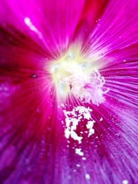 Macro shot of pink flowering plant