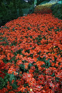 High angle view of red flowering plants on field