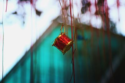 Close-up of red hanging from outdoors