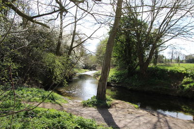 Trees growing by river in forest