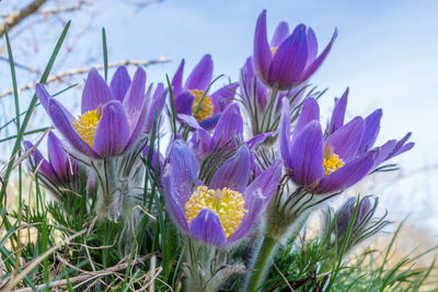 Close-up of purple crocus flowers on field