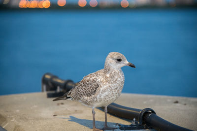 Close-up of seagull perching on retaining wall