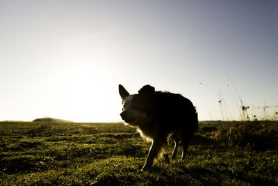 Horse on field against clear sky