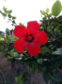 Close-up of red flower blooming outdoors