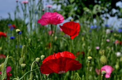 Close-up of red poppy flower on field