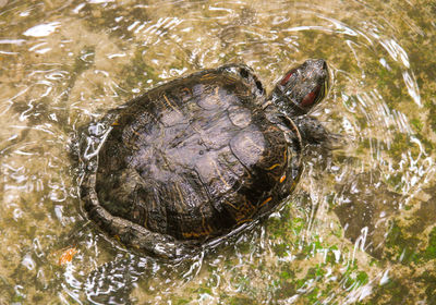 High angle view of turtle in water