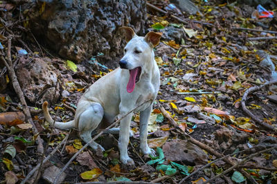 Dog yawning while sitting on dry leaves at forest