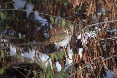 Close-up of bird perching on branch