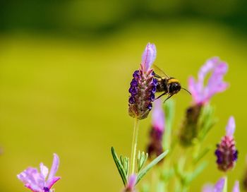 Close-up of butterfly pollinating on purple flower