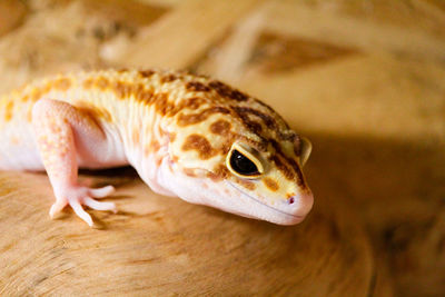 Close-up of a lizard