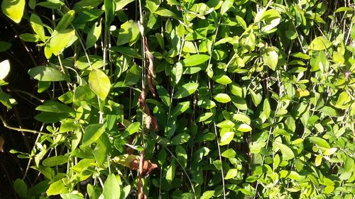 Full frame shot of green leaves