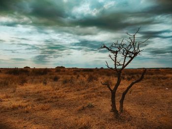 Bare tree on field against sky