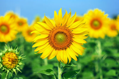 Close-up of sunflower on field