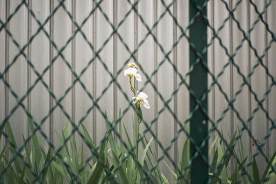 Close-up of white flowering plants on fence