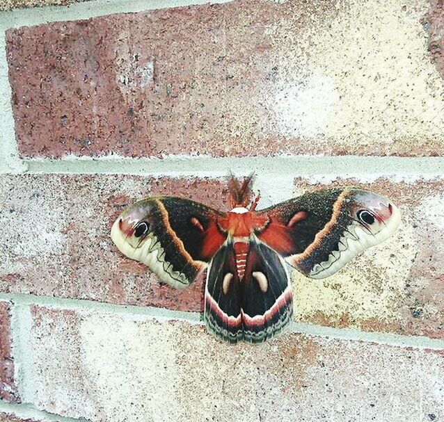 HIGH ANGLE VIEW OF PORTRAIT OF WALL