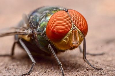 Close-up of fly