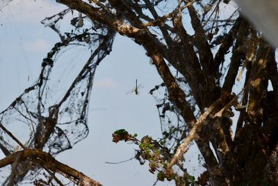 Close-up of bird perching on tree against sky