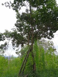 Trees by plants against sky