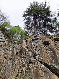 Low angle view of rock formation amidst trees against sky