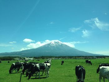 Panoramic view of cows on green grass field against sky behind mount fuji in spring season.