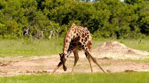 View of giraffe on land