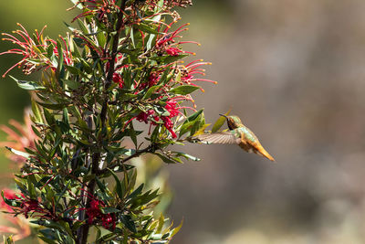 Allen's hummingbird in flight close to flower