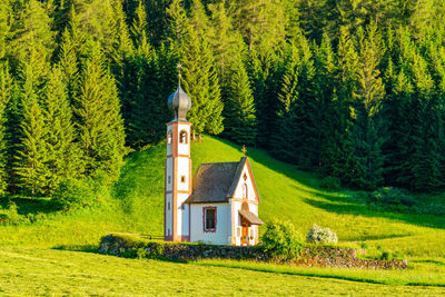 Church amidst trees and plants in forest