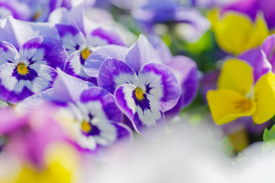 Close-up of purple flowering plants