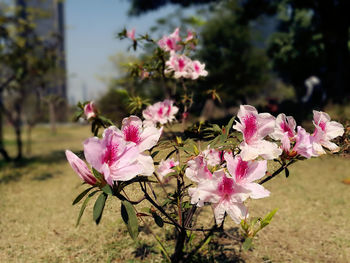 Close-up of pink flowers blooming outdoors