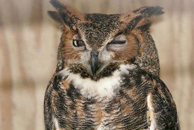 Close-up portrait of owl