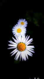 Close-up of daisy flower