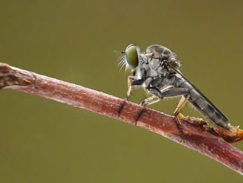 Close-up of insect on plant