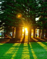 Trees in grass