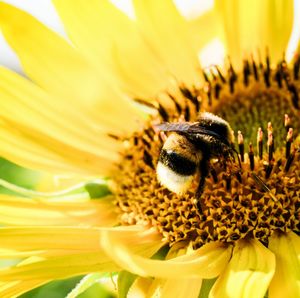 Extreme close-up of bee pollinating flower