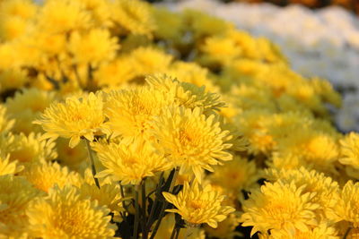 Close-up of yellow flowering plant