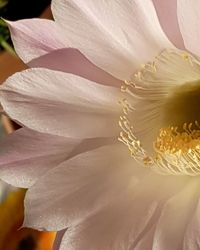 Full frame shot of white flowering plant