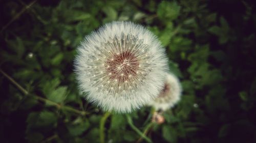 Close-up of dandelion flower