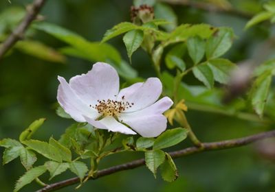 Close-up of white flowering plant