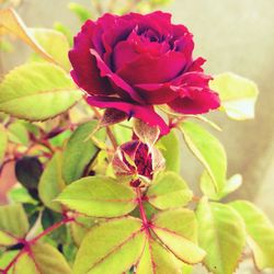 Close-up of pink flowers