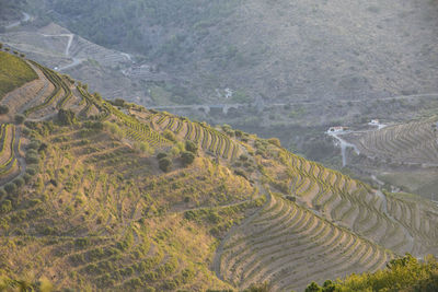 Scenic view of agricultural field